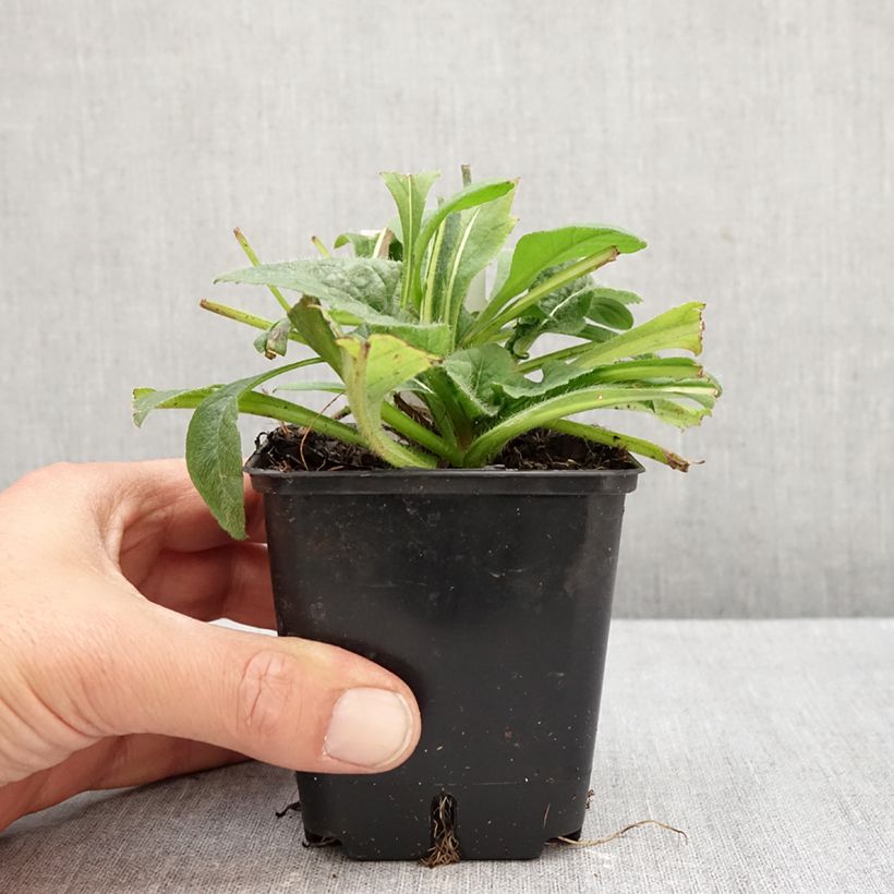 Knautia macedonica Red Knight 8/9 cm pot sample as delivered in autumn