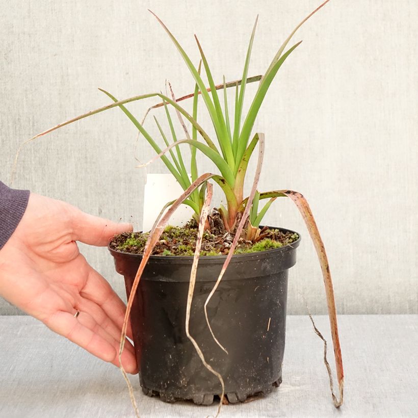 Kniphofia Alcazar - Red Hot Poker 2L/3L pot sample as delivered in spring