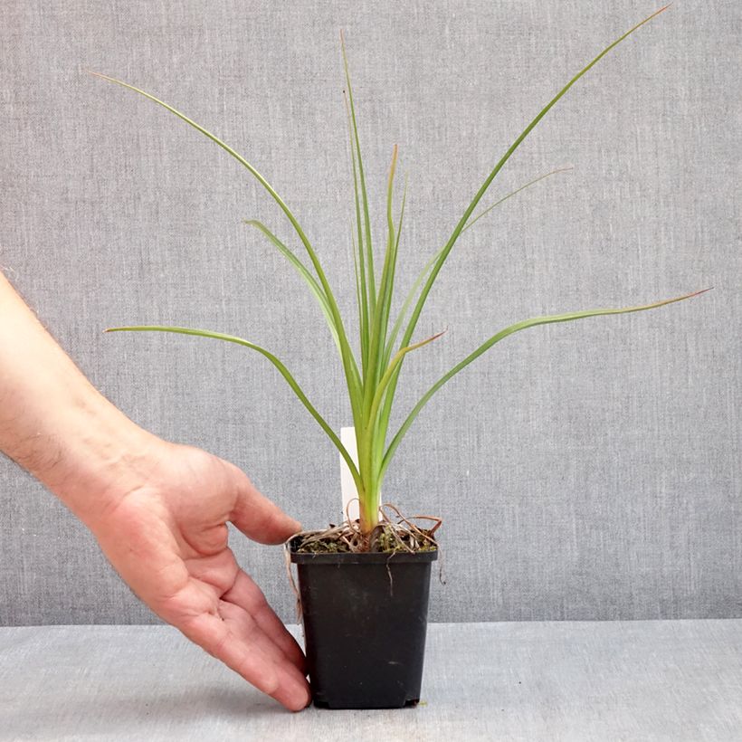 Kniphofia Green Jade - Red Hot Poker 8/9 cm pot sample as delivered in spring