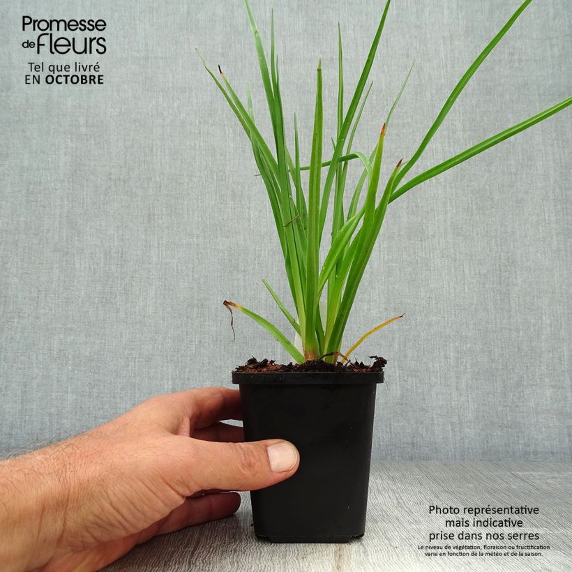 Kniphofia uvaria - Red Hot Poker 8/9 cm pot sample as delivered in autumn