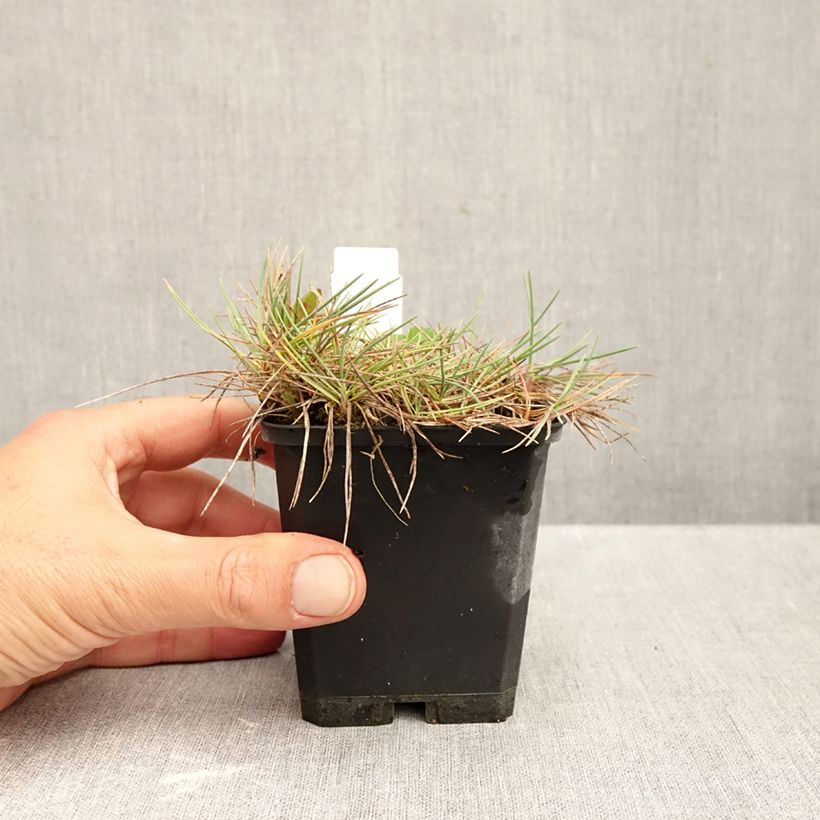 Koeleria glauca 8/9 cm pot sample as delivered in autumn