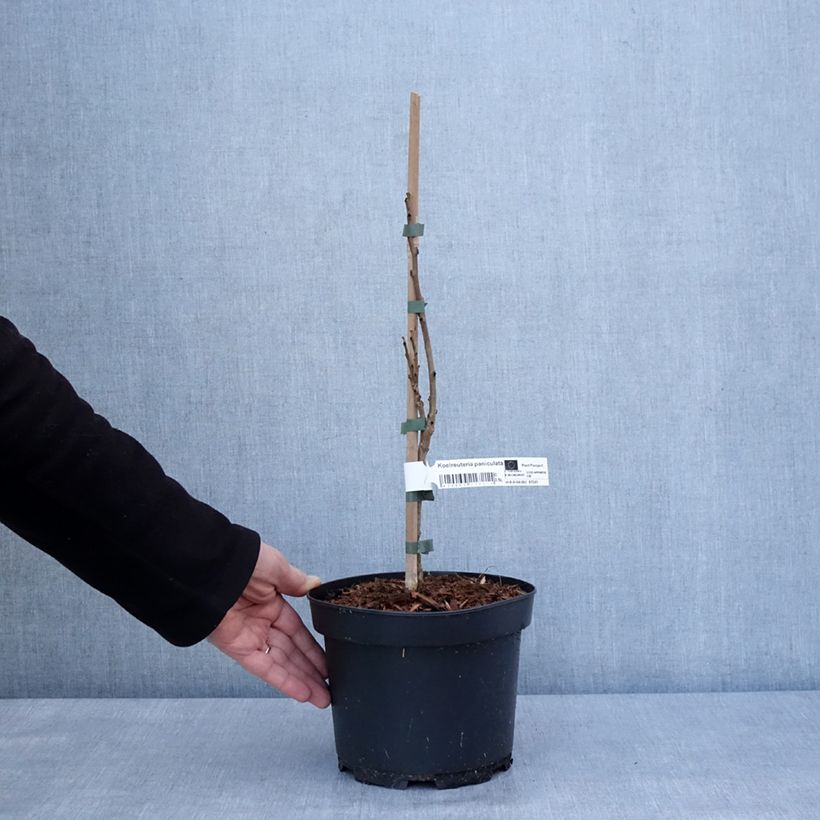 Koelreuteria paniculata 3L/4L pot sample as delivered in winter