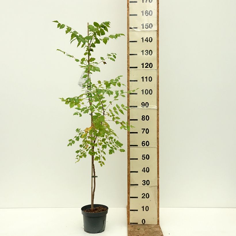 Koelreuteria paniculata 7.5L/10L pot sample as delivered in summer
