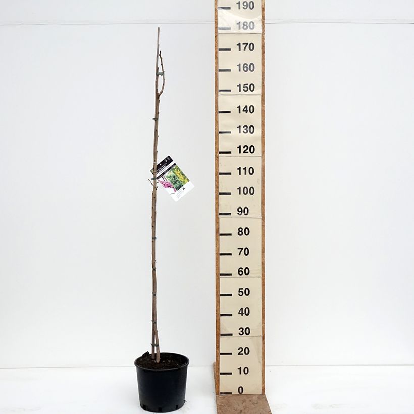 Koelreuteria paniculata 7.5L/10L pot sample as delivered in winter