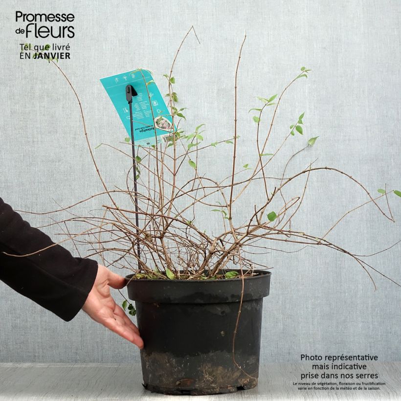 Kolkwitzia amabilis Pink Cloud - Beauty Bush 6L/7L pot sample as delivered in winter