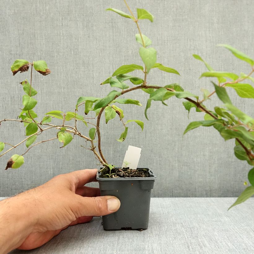 Kolkwitzia amabilis Pink Cloud - Beauty Bush 8/9 cm pot sample as delivered in summer