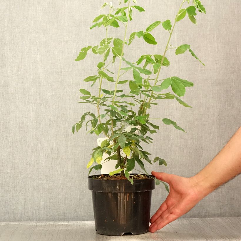 Laburnum anagyroides 2L/3L pot sample as delivered in summer