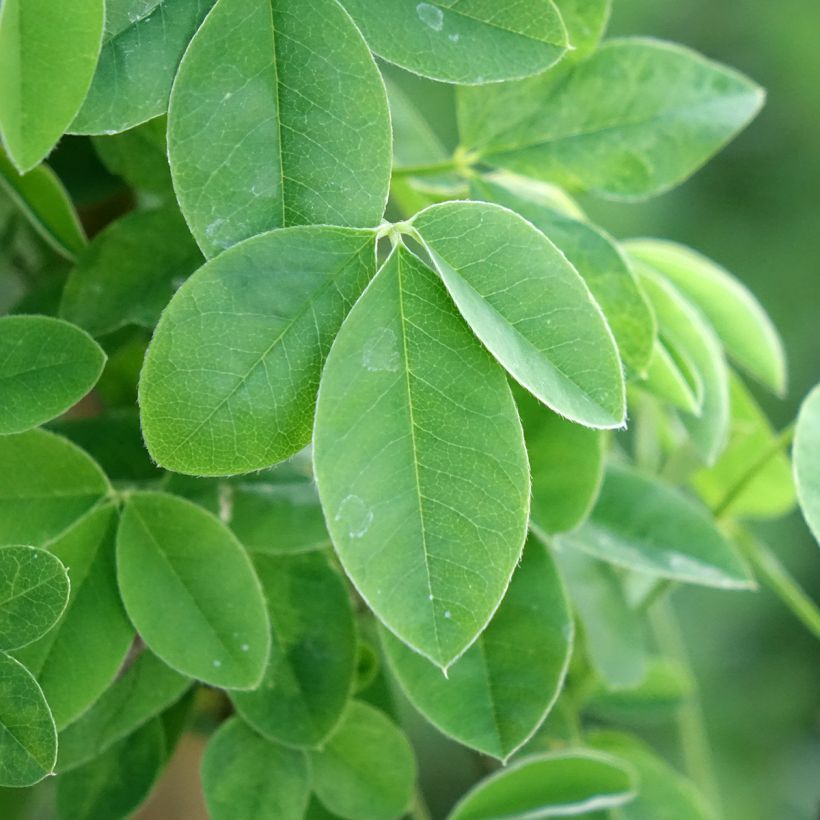 Laburnum anagyroides Yellow Rocket (Foliage)