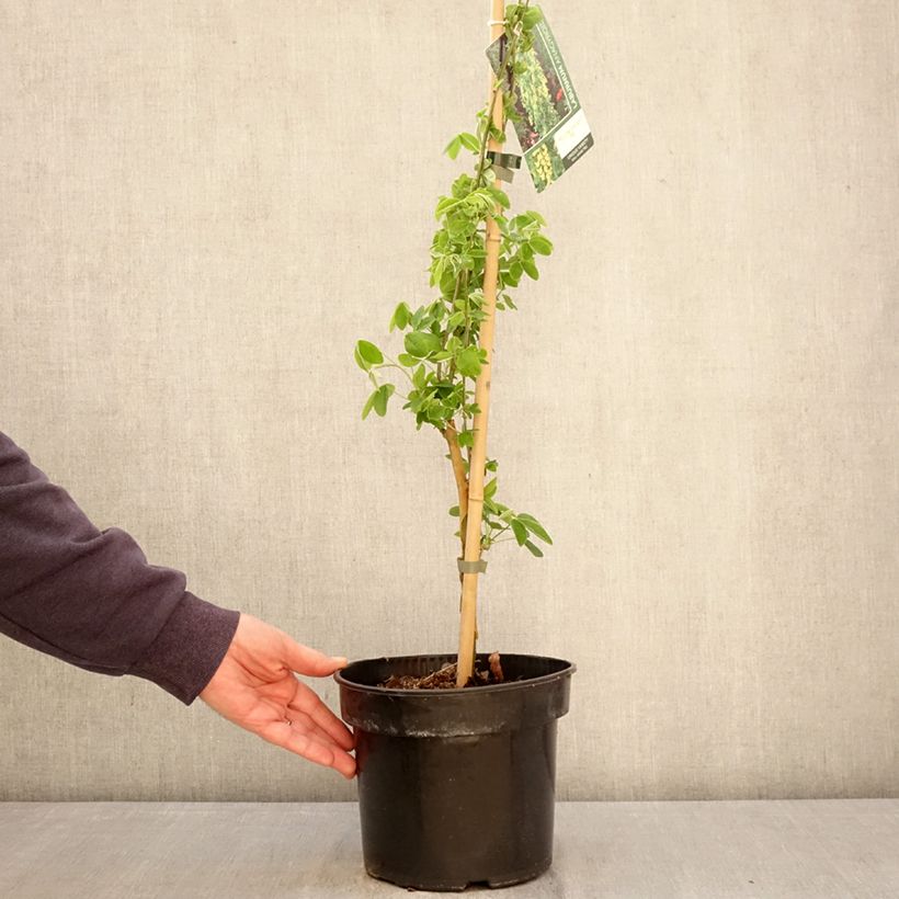 Laburnum anagyroides Yellow Rocket 4L/5L pot sample as delivered in spring