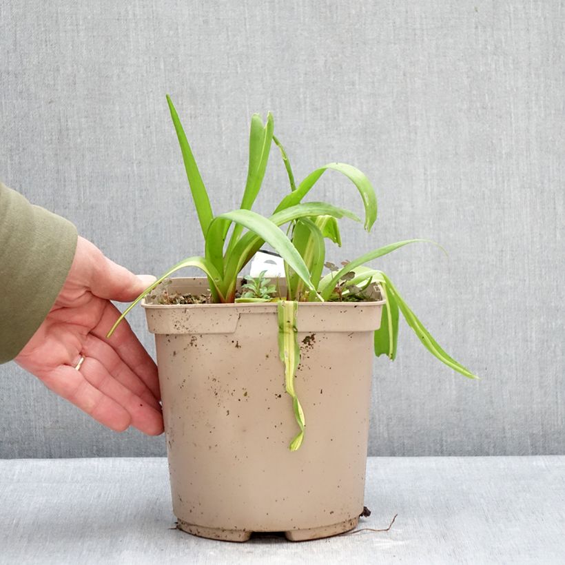 Lachenalia Rosabeth  3L/4L pot sample as delivered in winter