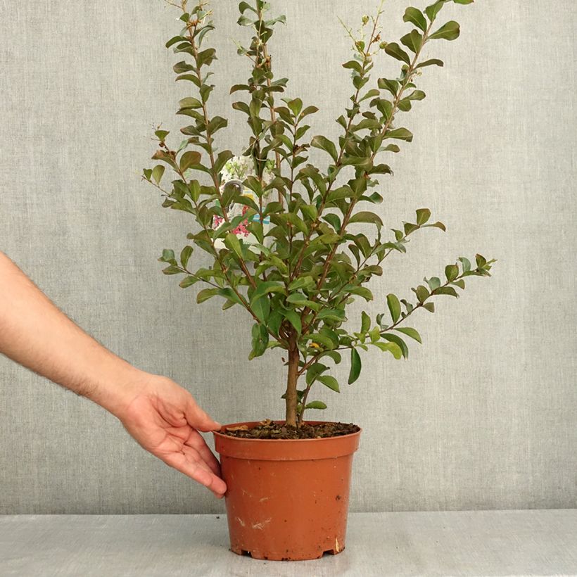 Lagerstroemia Enduring White - Lilas des Indes Pot de 3L/4L, Touffe sample as delivered in summer