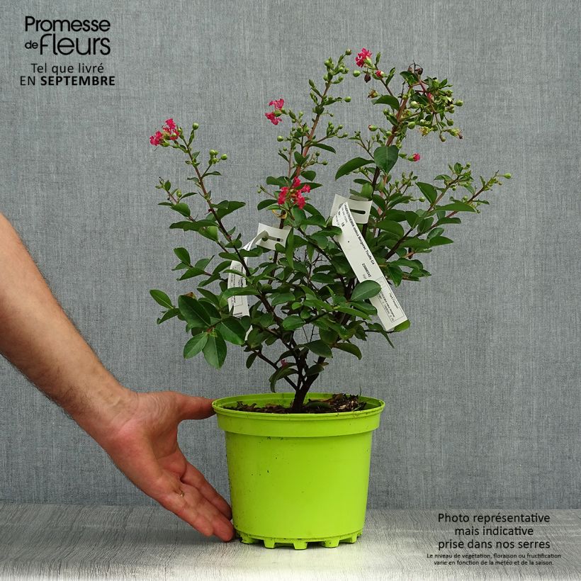 Lagerstroemia indica Bergerac - Crape Myrtle 3L/4L pot sample as delivered in autumn
