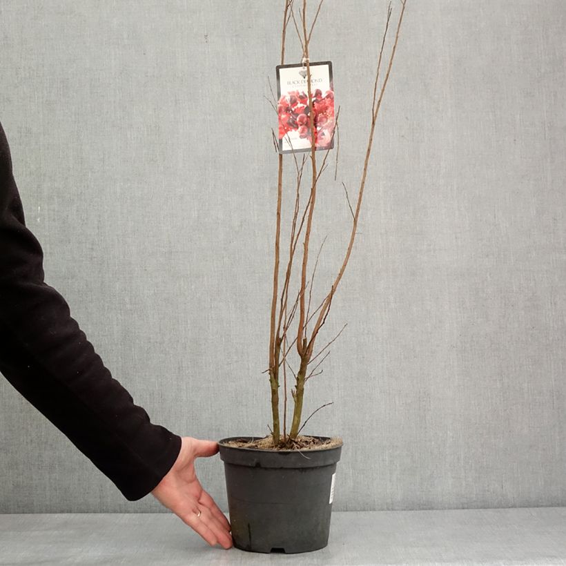 Lagerstroemia indica Black Solitaire Crimson Red - Crape Myrtle 3L/4L pot sample as delivered in winter