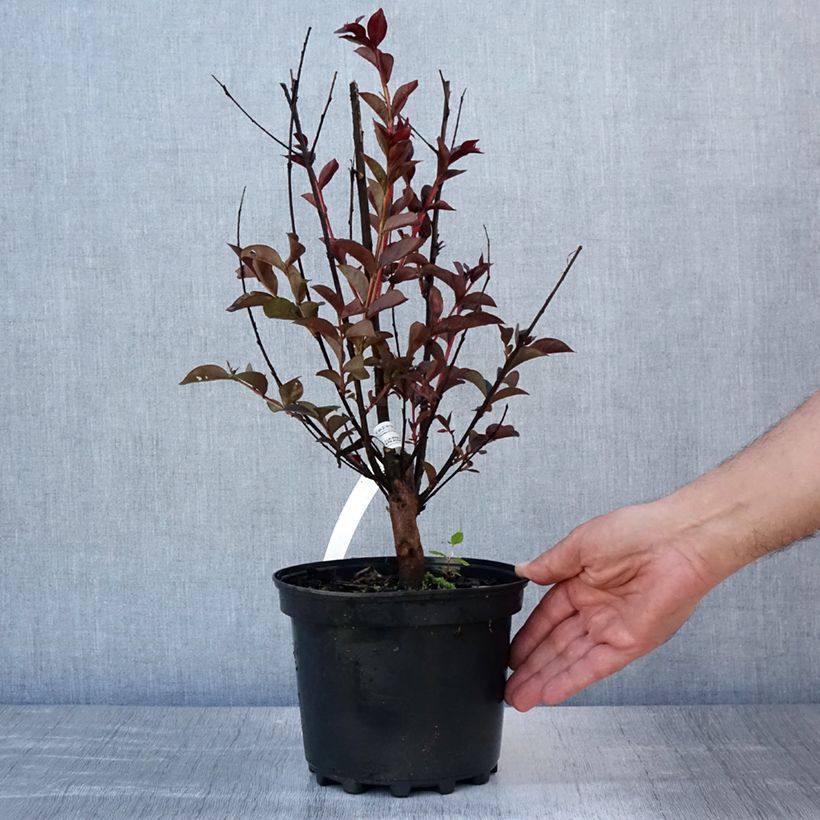 Lagerstroemia indica Black Solitaire Purely Purple - Crape Myrtle 3L/4L pot, Bush sample as delivered in summer