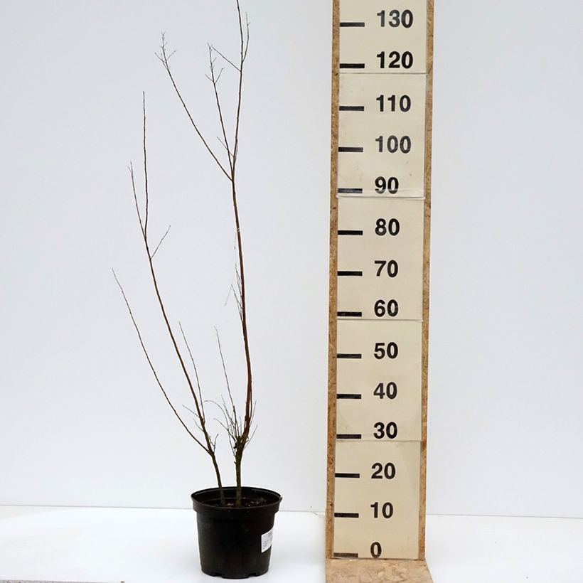 Lagerstroemia indica Black Solitaire Red Hot - Crape Myrtle 4L/5L pot sample as delivered in spring