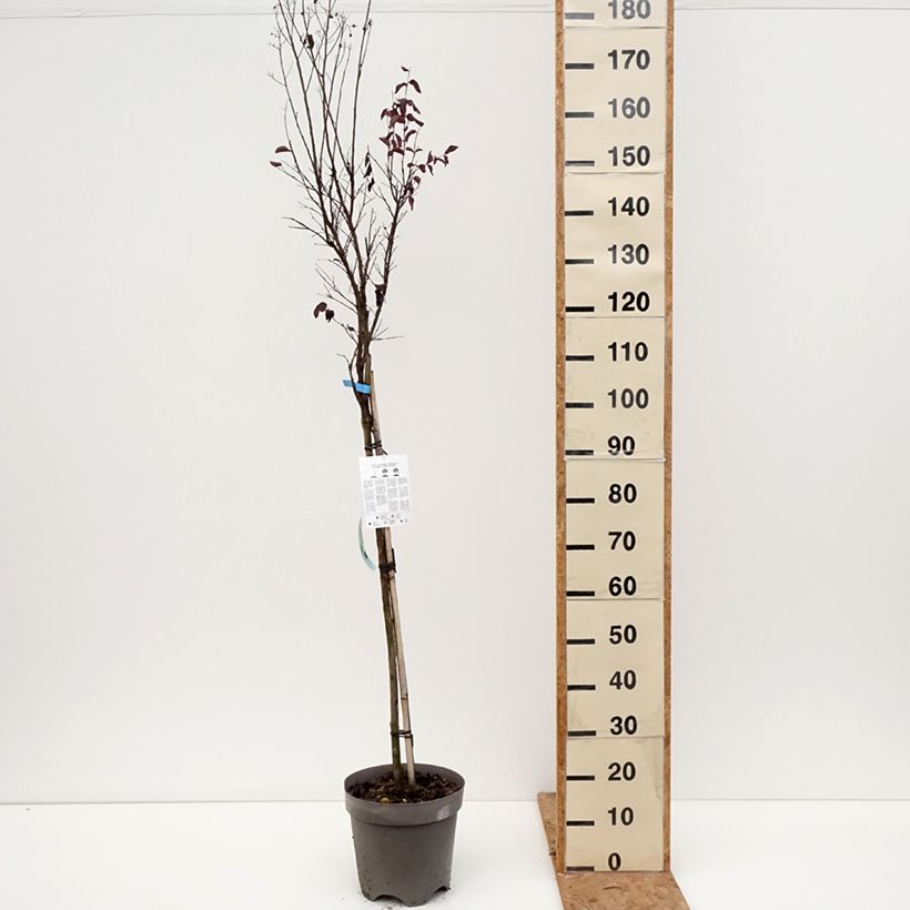 Lagerstroemia indica Black Solitaire Shell Pink - Crape Myrtle 7.5L/10L pot, Half standard sample as delivered in autumn