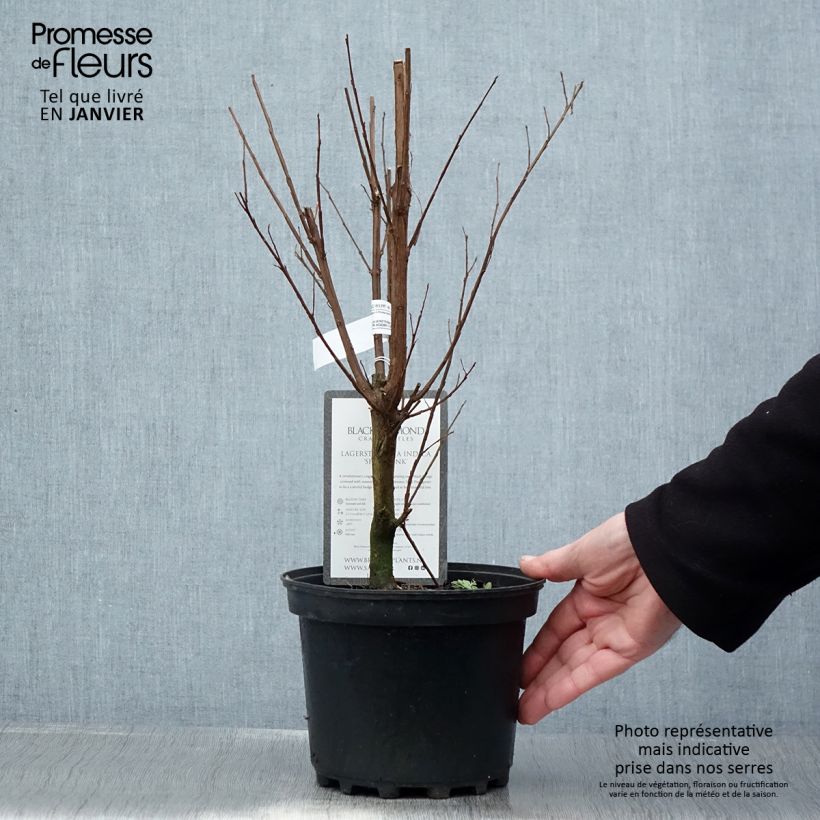 Lagerstroemia indica Black Solitaire Shell Pink - Crape Myrtle 3L/4L pot sample as delivered in winter