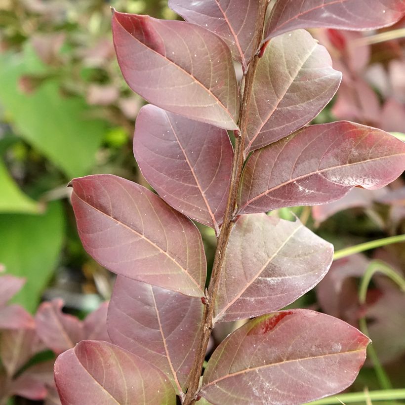 Lagerstroemia indica Coral Magic - Crape Myrtle (Foliage)