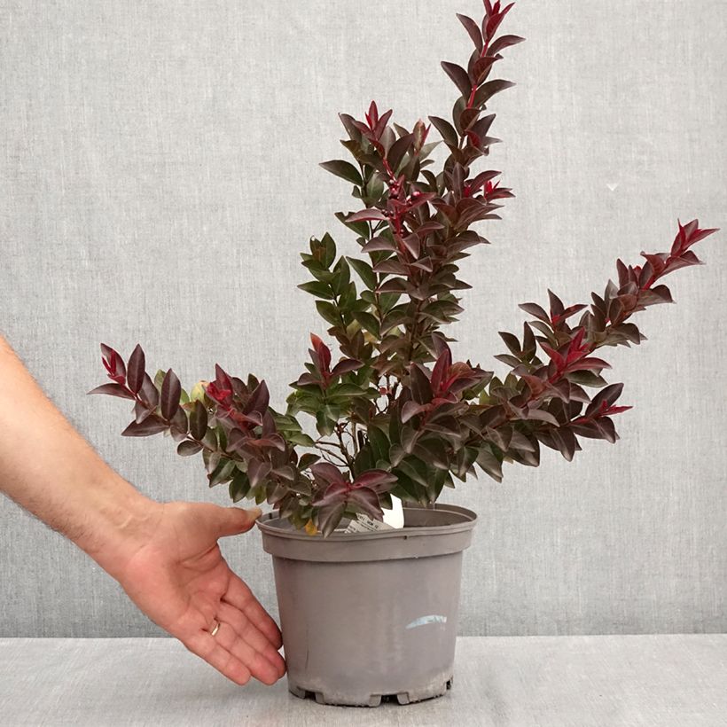 Lagerstroemia indica Play It Again Double Feature - Crape Myrtle 2L/3L pot sample as delivered in summer