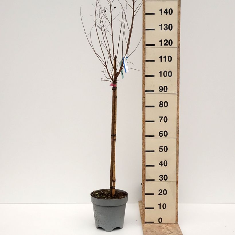 Lagerstroemia indica Dynamite - Crape Myrtle 7.5L/10L pot sample as delivered in winter