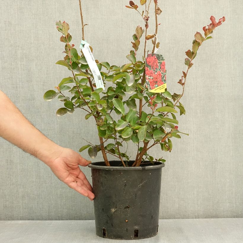 Lagerstroemia indica Dynamite  - Lilas des Indes Pot de 7,5L/10L sample as delivered in summer