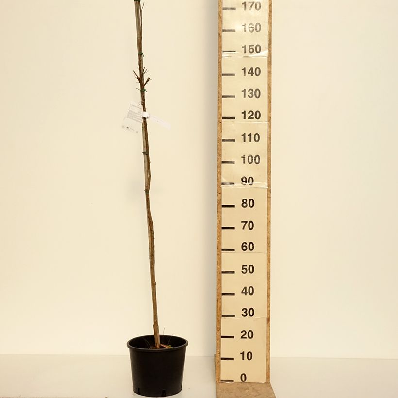 Lagerstroemia indica Dynamite - Crape Myrtle 7.5L/10L pot, Standard sample as delivered in spring