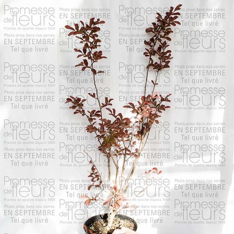 Example of Lagerstroemia indica Mauve - Crape Myrtle 2L/3L pot specimen as delivered