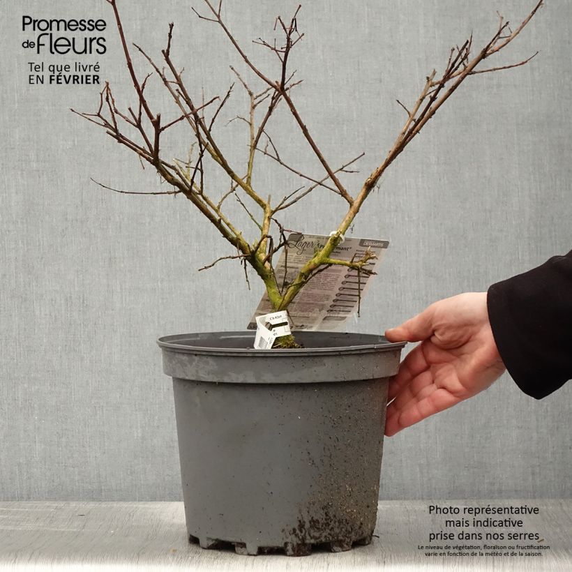 Lagerstroemia indica Pecharmant - Crape Myrtle 7.5L/10L pot sample as delivered in winter