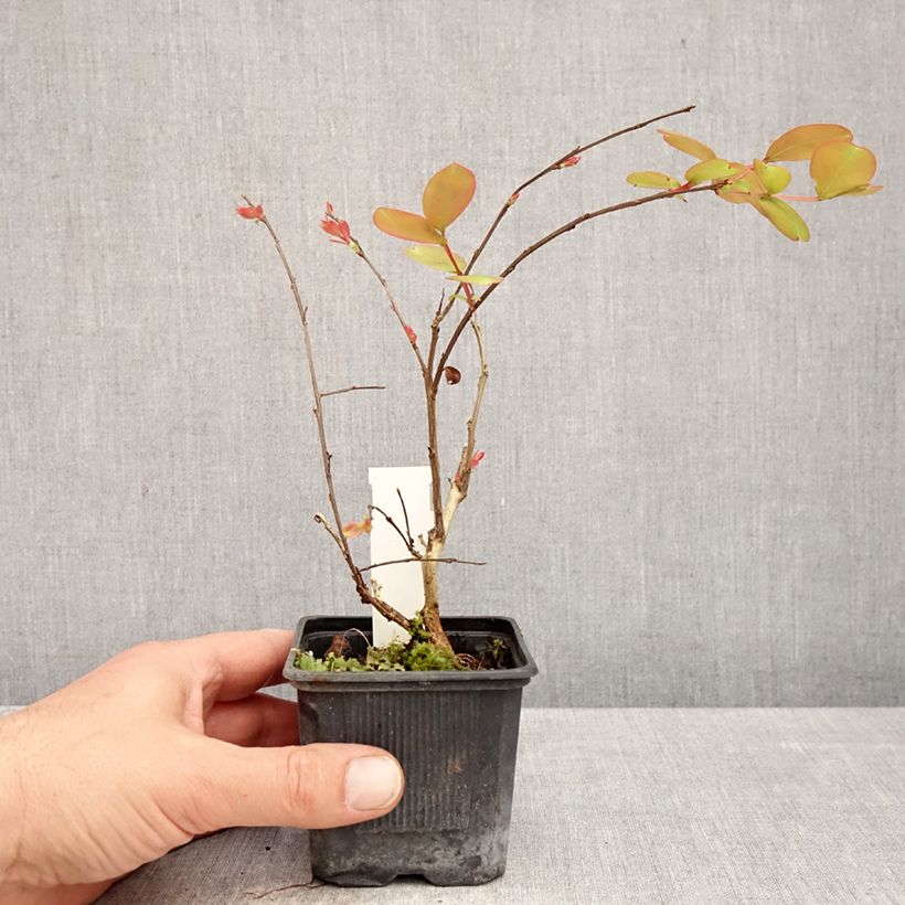 Lagerstroemia indica Petite Snow 8/9 cm pot sample as delivered in spring