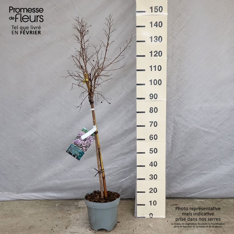Lagerstroemia indica Rhapsody in Pink - Crape Myrtle 7.5L/10L pot sample as delivered in winter