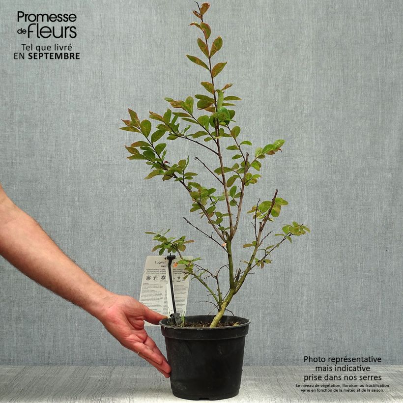Lagerstroemia indica Indian Rose - Crape Myrtle 3L/4L pot sample as delivered in autumn