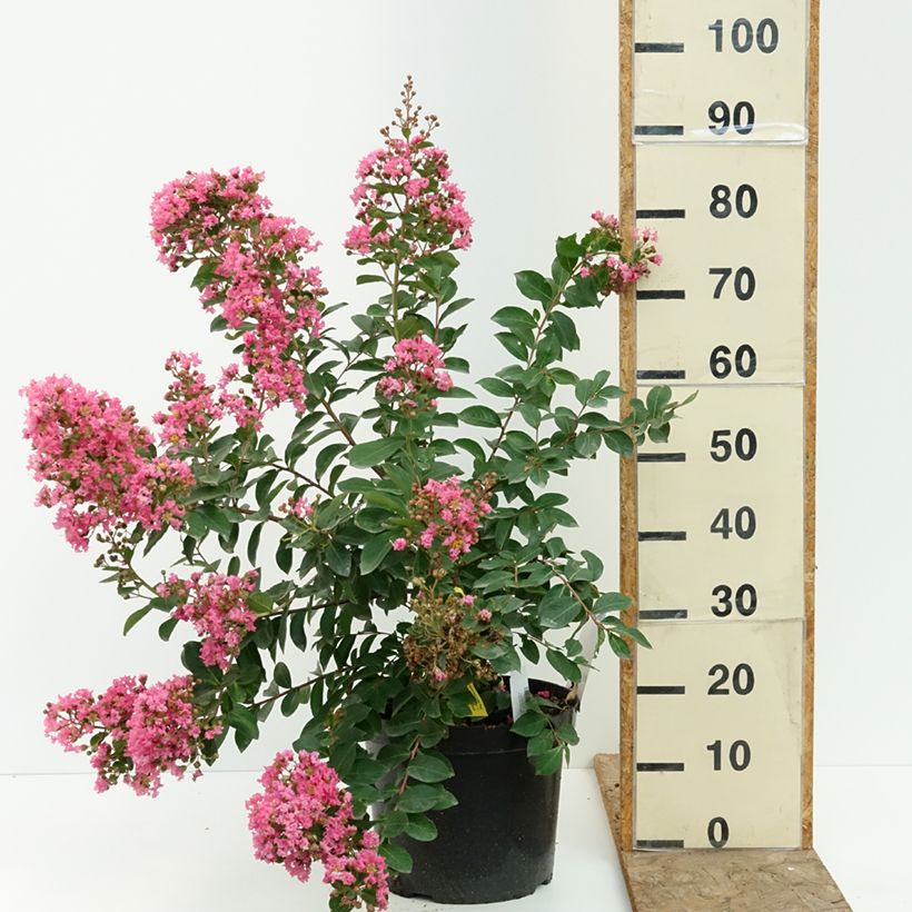 Lagerstroemia indica Summer Charm Hopi - Crape Myrtle 7.5L/10L pot sample as delivered in summer