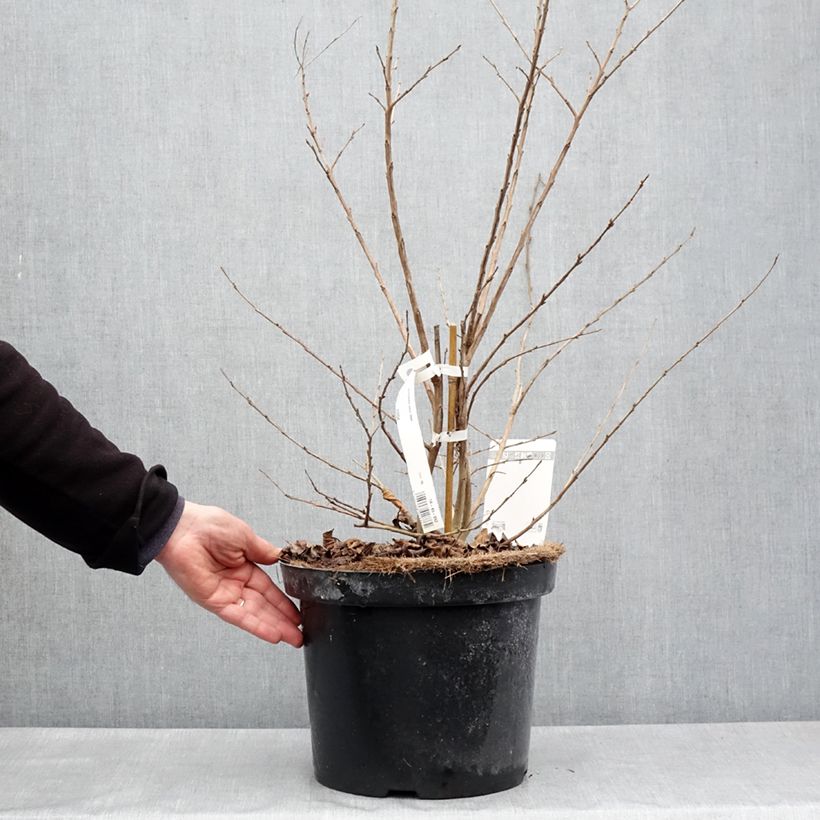 Lagerstroemia indica Summer Charm Hopi - Crape Myrtle 7.5L/10L pot sample as delivered in spring