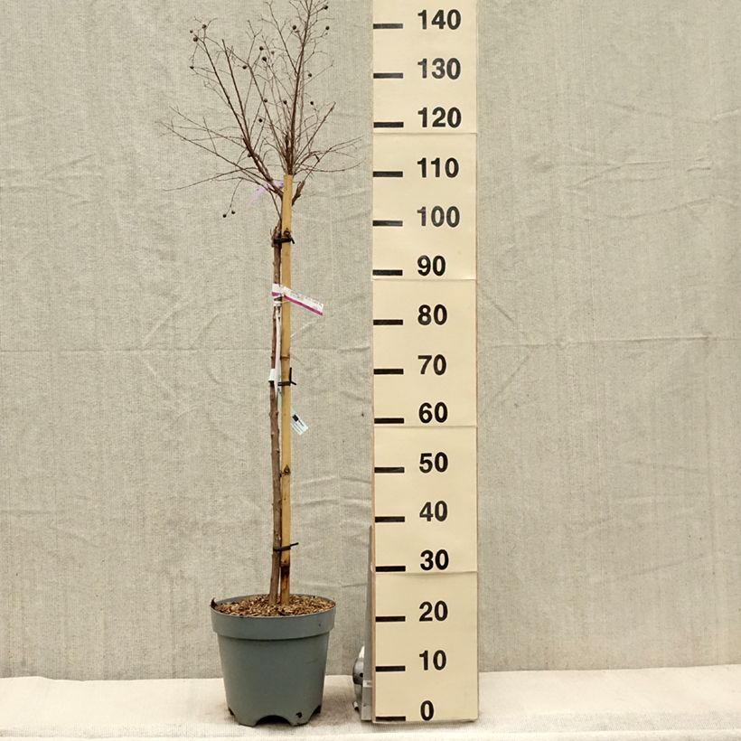 Lagerstroemia indica With Love Kiss - Crape Myrtle 7.5L/10L pot sample as delivered in spring