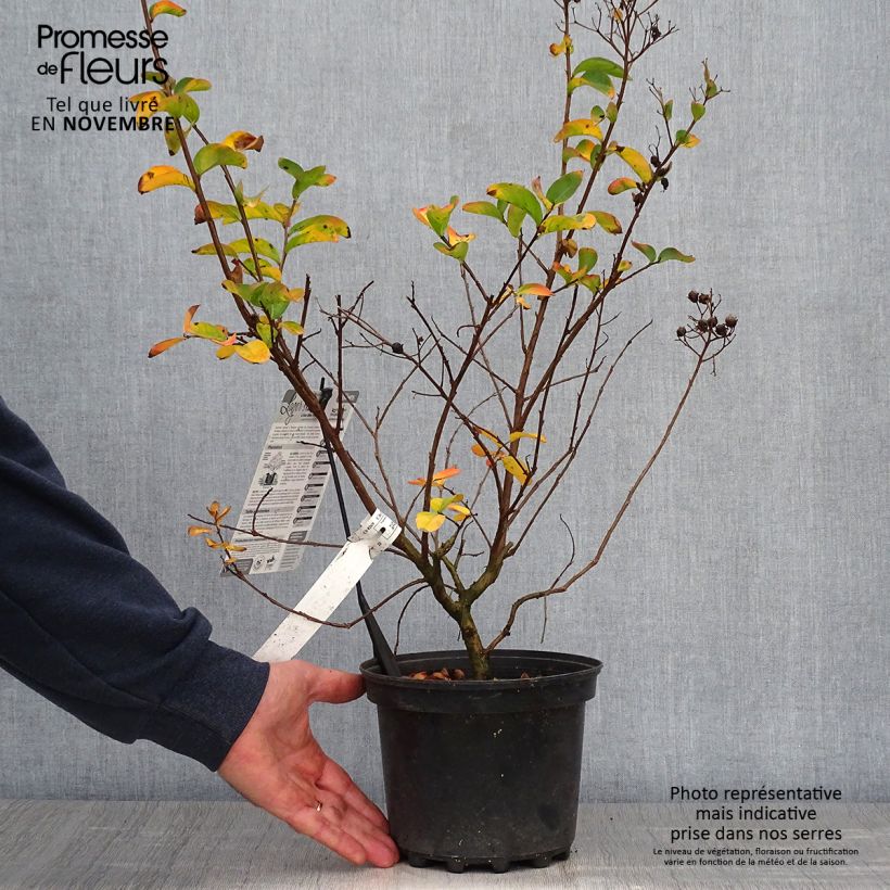 Lagerstroemia indica Yang Tse - Crape Myrtle 3L/4L pot sample as delivered in autumn