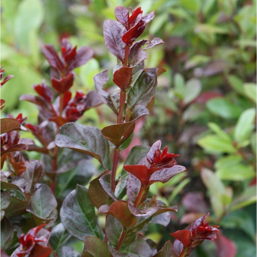 Lagerstroemia indica Pink Velours - Crape Myrtle (Foliage)