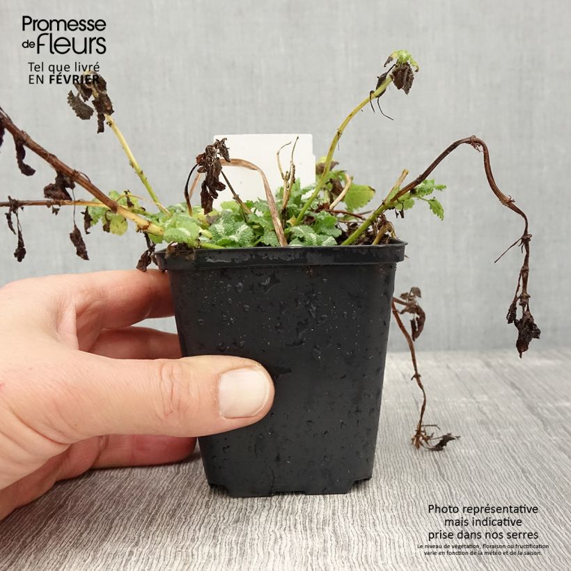 Lamium maculatum Album - Spotted Deadnettle 8/9 cm pot sample as delivered in winter