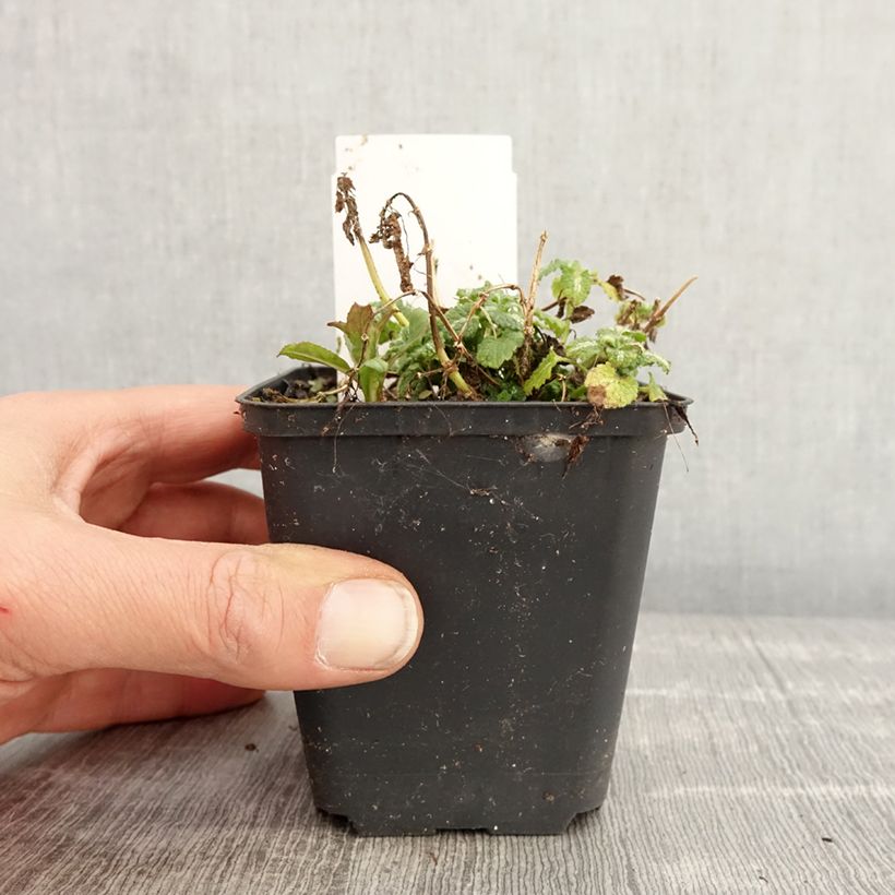 Lamium maculatum Album - Spotted Deadnettle 8/9 cm pot sample as delivered in spring