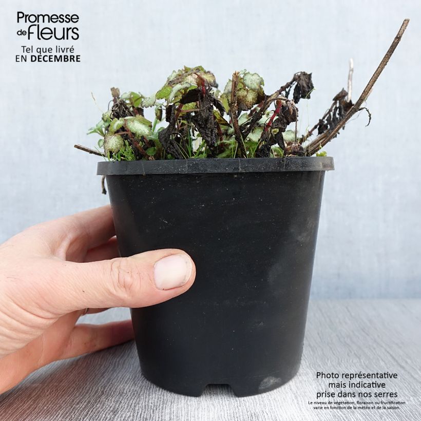 Lamium maculatum Purple Dragon - Spotted Deadnettle 1.5L/2L pot sample as delivered in winter