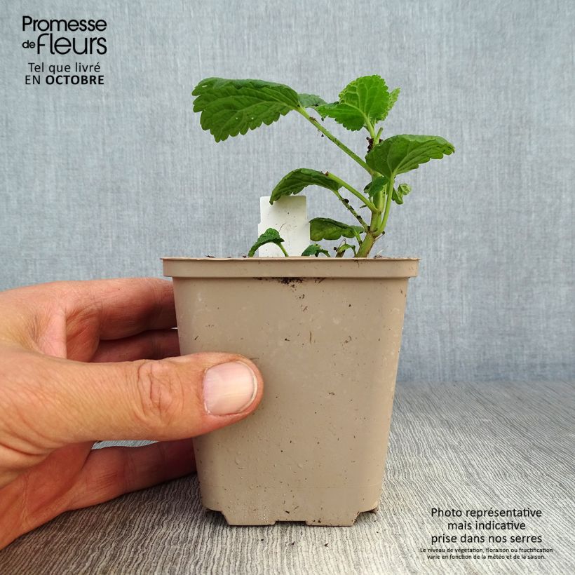 Lamium orvala Album 8/9 cm pot sample as delivered in autumn
