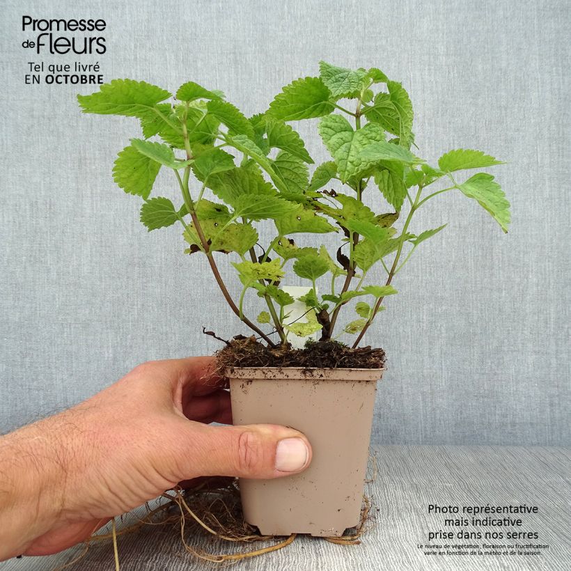 Lamium orvala 8/9 cm pot sample as delivered in autumn