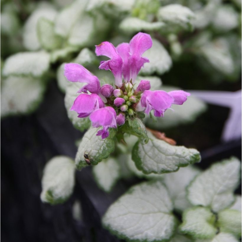 Lamium maculatum Red Nancy - Spotted Deadnettle (Flowering)