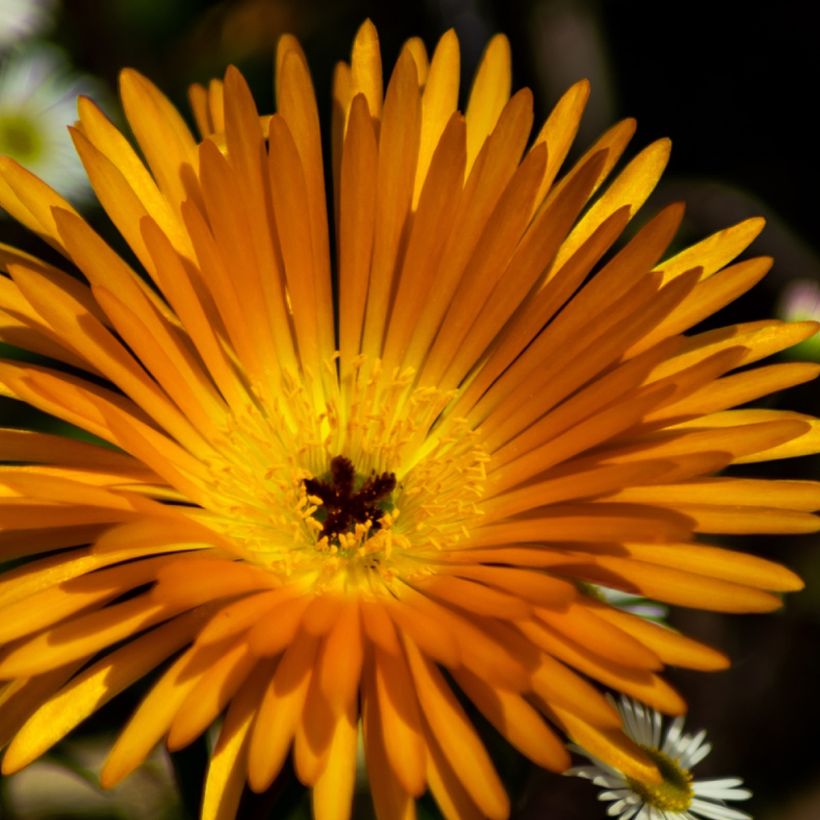 Lampranthus aurantiacus Yellow Flowers (Flowering)