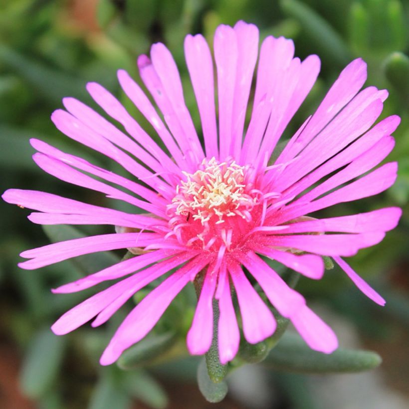 Lampranthus aurantiacus Pink Flowers (Flowering)