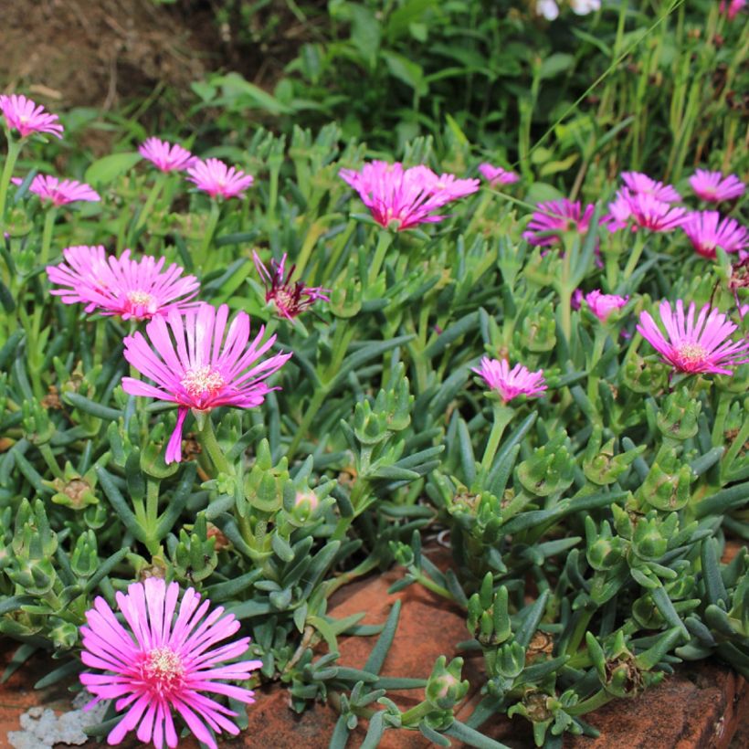 Lampranthus aurantiacus Pink Flowers (Plant habit)