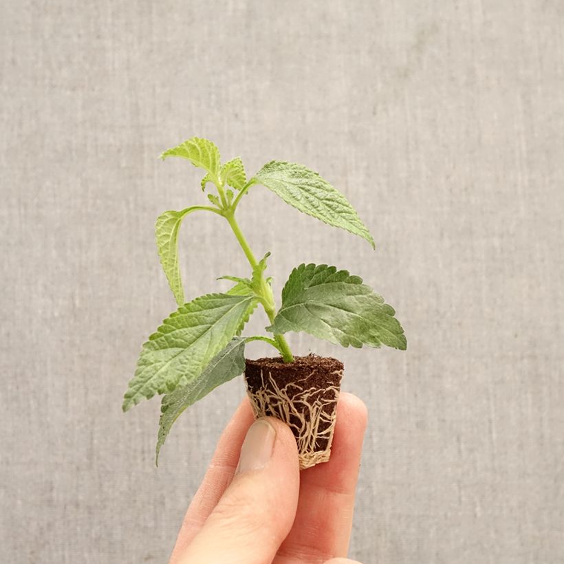 Lantana camara Shamrock Rose - West Indian Lantana Plug plant 3/4cm sample as delivered in spring