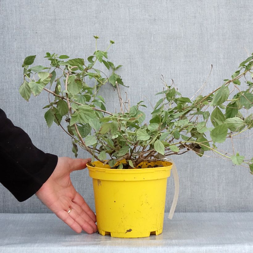Lantana camara Chapel Hill Yellow 2L/3L pot sample as delivered in winter