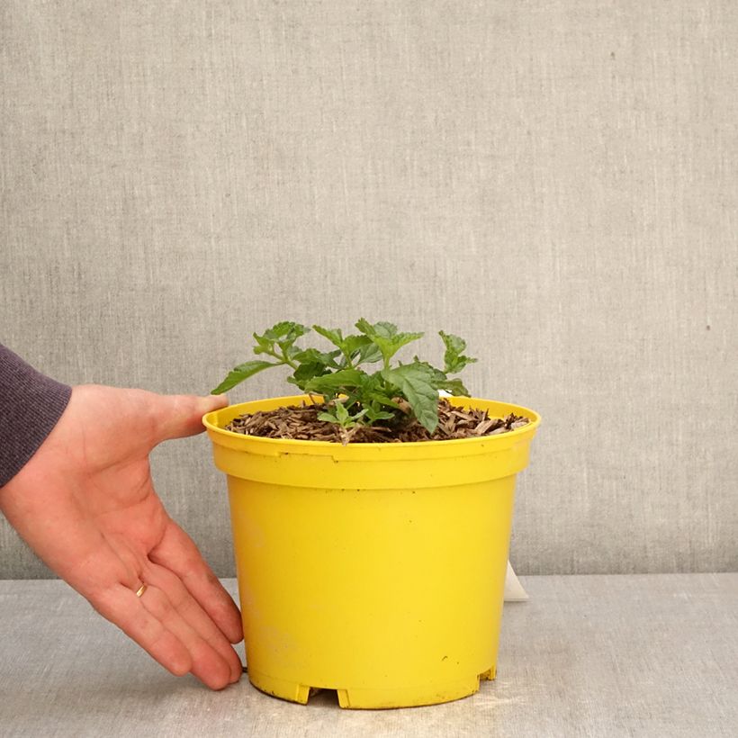 Lantana camara Chapel Hill Yellow 2L/3L pot sample as delivered in spring