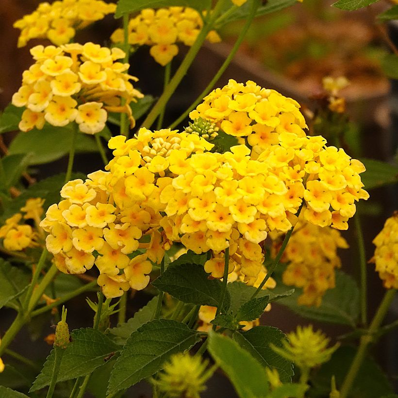 Lantana camara Chapel Hill Yellow (Flowering)