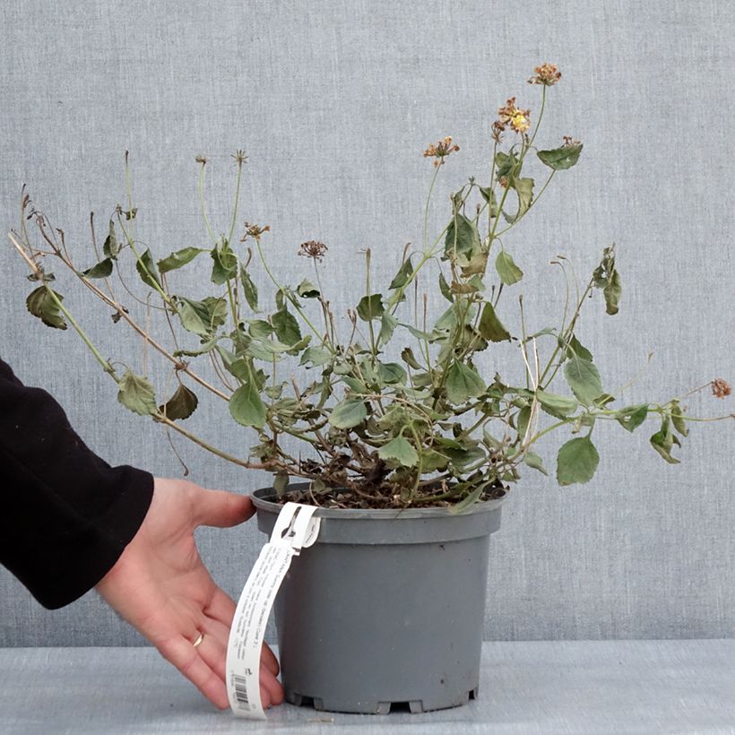 Lantana camara Chapel Sunny Side Up 2L/3L pot sample as delivered in winter